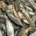 广东湛江港冷冻巴浪鱼海水捕捞20斤/箱起批肉质鲜嫩食堂烧