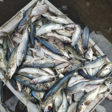 广东湛江港冷冻巴浪鱼海水捕捞20斤/箱起批肉质鲜嫩食堂烧