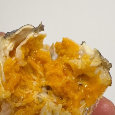精品六月黄大闸蟹