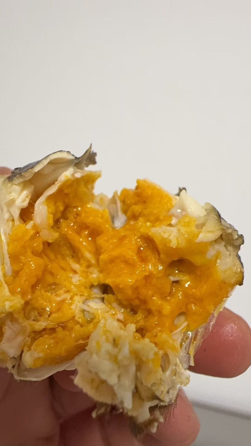 精品六月黄大闸蟹