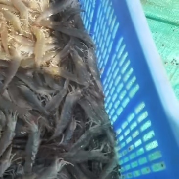 南美白对虾