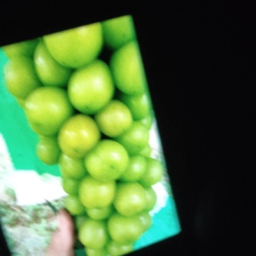 阳光玫瑰