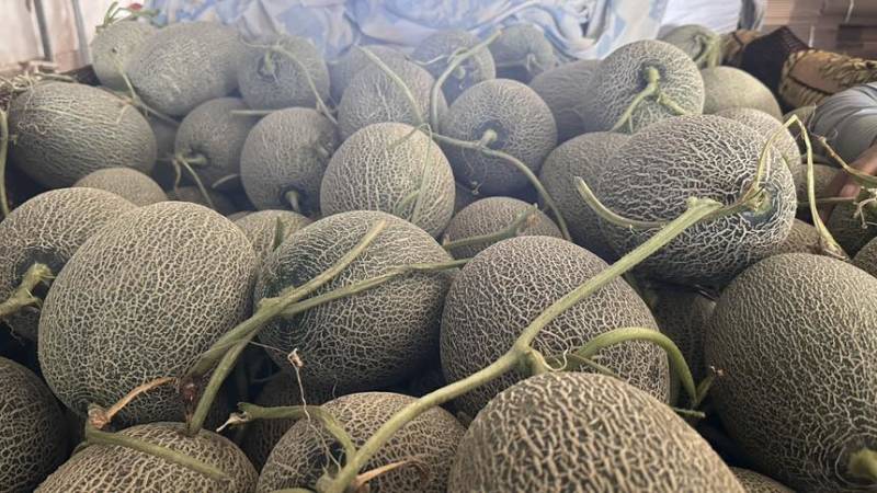 金色年华西周蜜黄八六子鼎蜜，二瓜，大量供应。