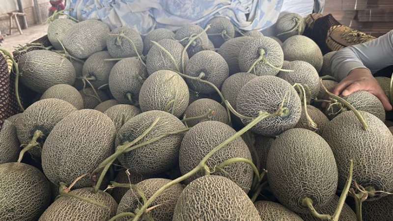 金色年华西周蜜黄八六子鼎蜜，二瓜，大量供应。