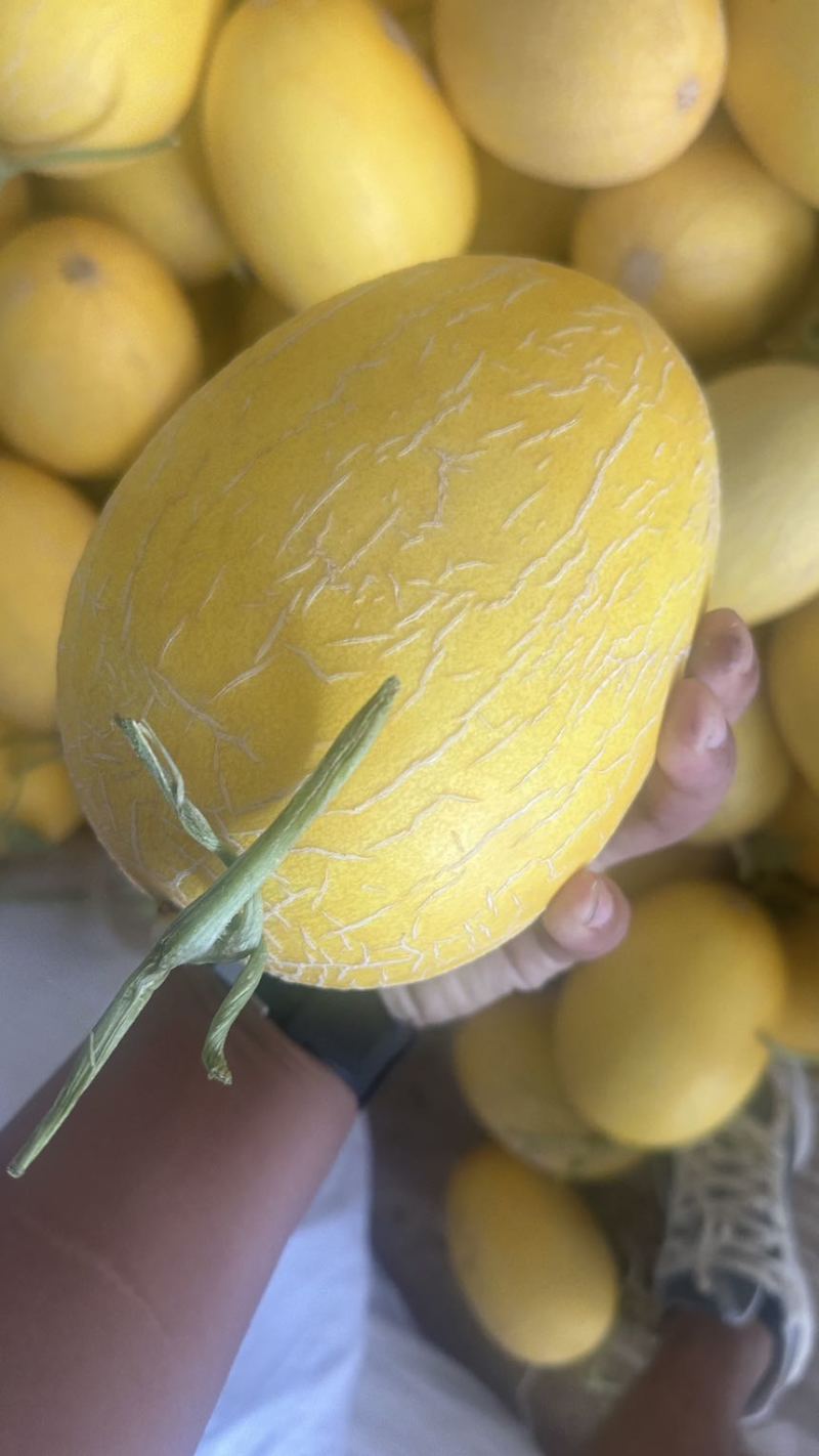 金色年华西周蜜黄八六子鼎蜜，二瓜，大量供应。