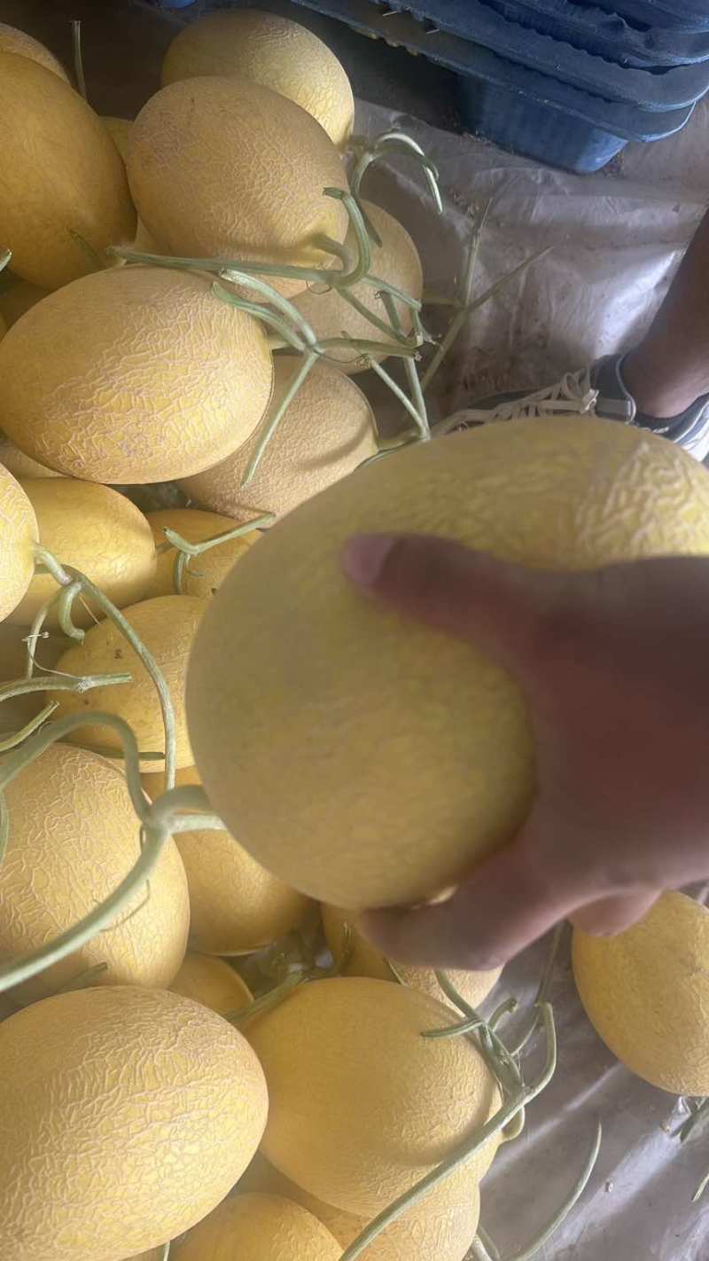 金色年华西周蜜黄八六子鼎蜜，二瓜，大量供应。