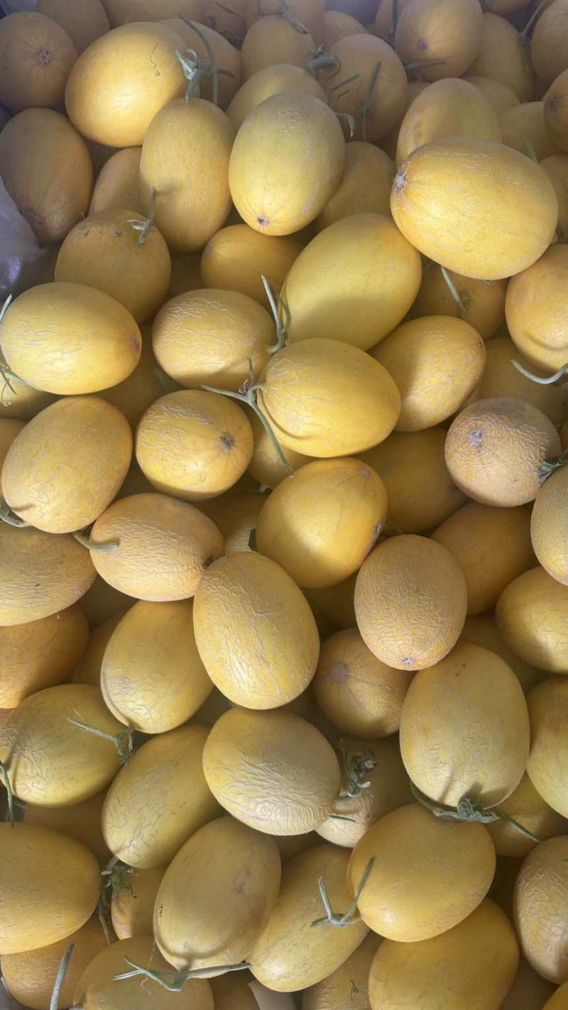 金色年华西周蜜黄八六子鼎蜜，二瓜，大量供应。