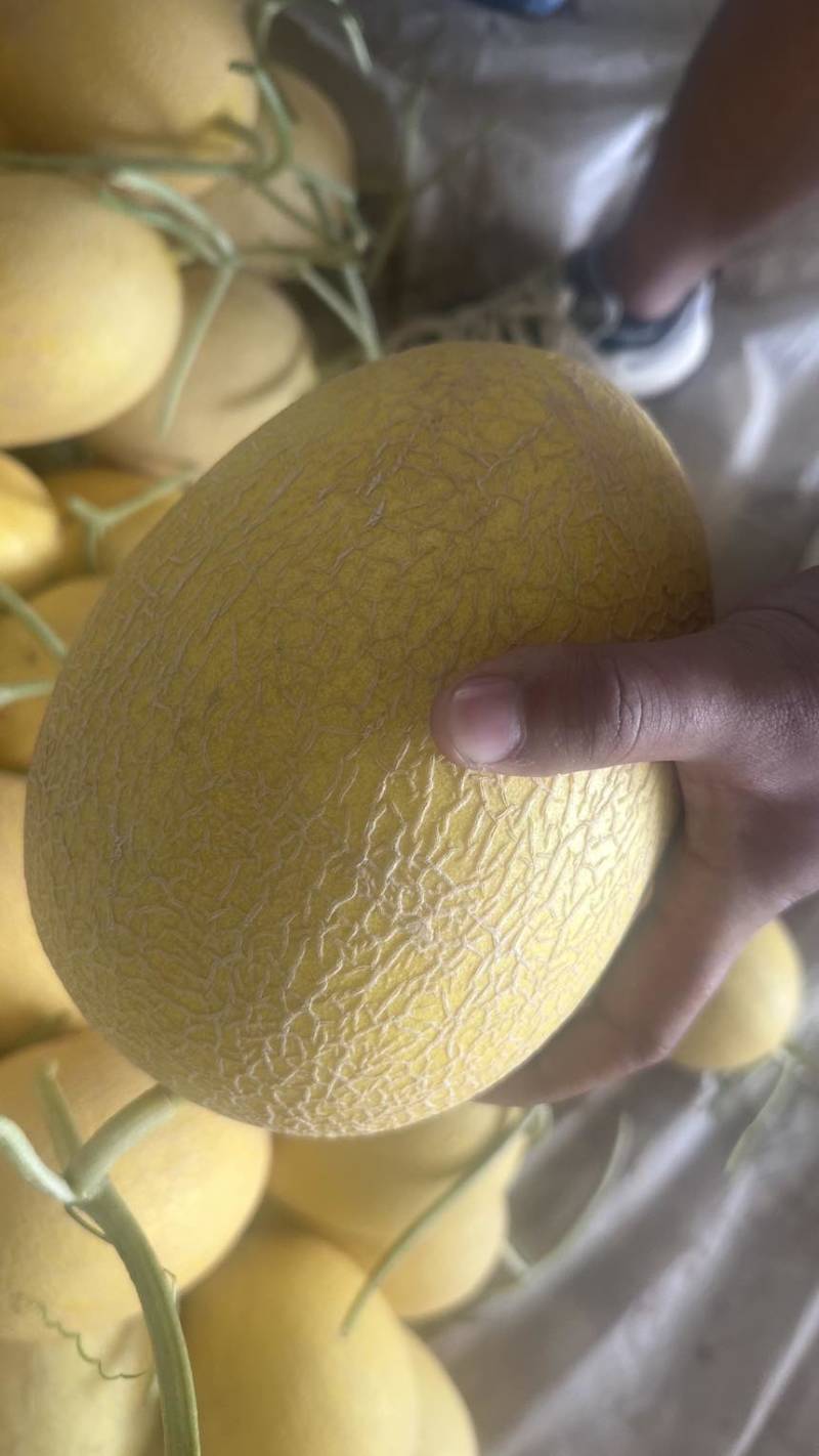 金色年华西周蜜黄八六子鼎蜜，二瓜，大量供应。