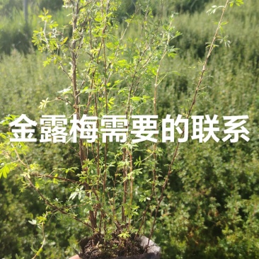 金露梅，电话，***********
