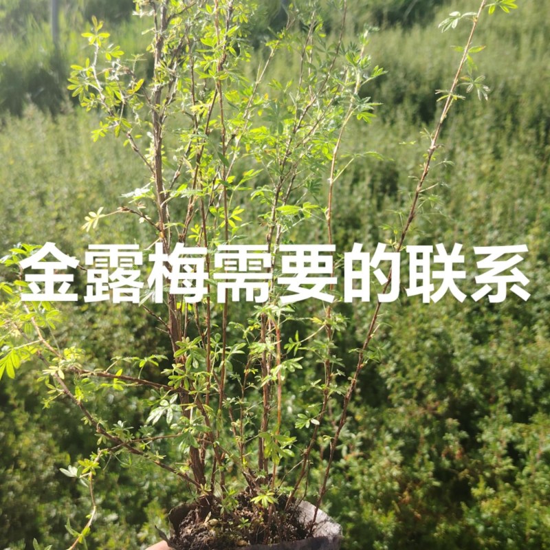 金露梅，电话，***********