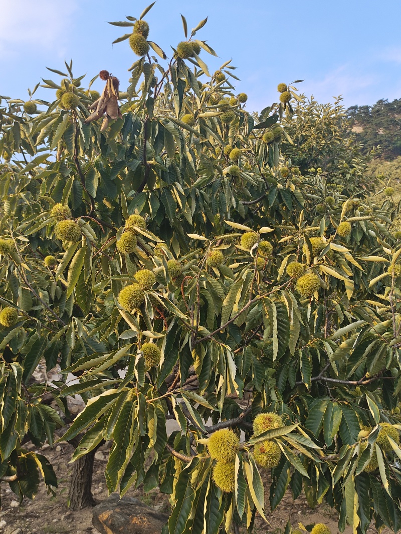 山东蒙山板栗