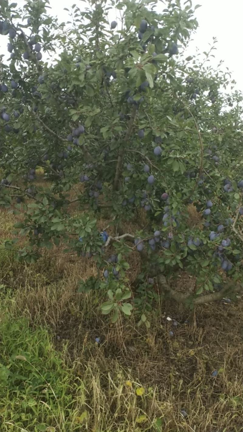 蓝蜜西梅，