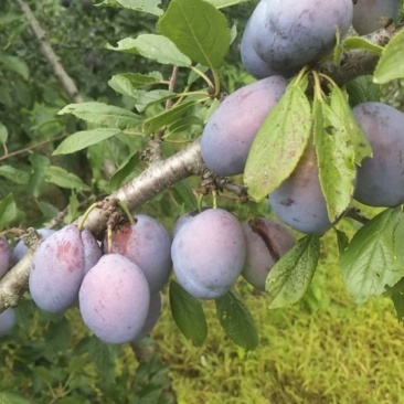 蓝蜜西梅，