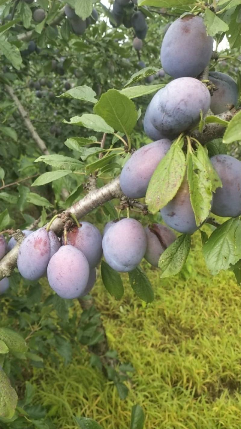 蓝蜜西梅，