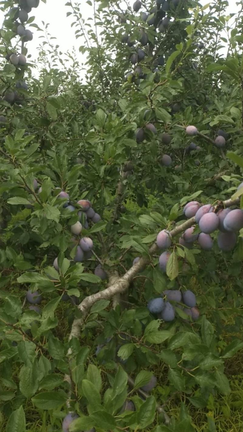 蓝蜜西梅，