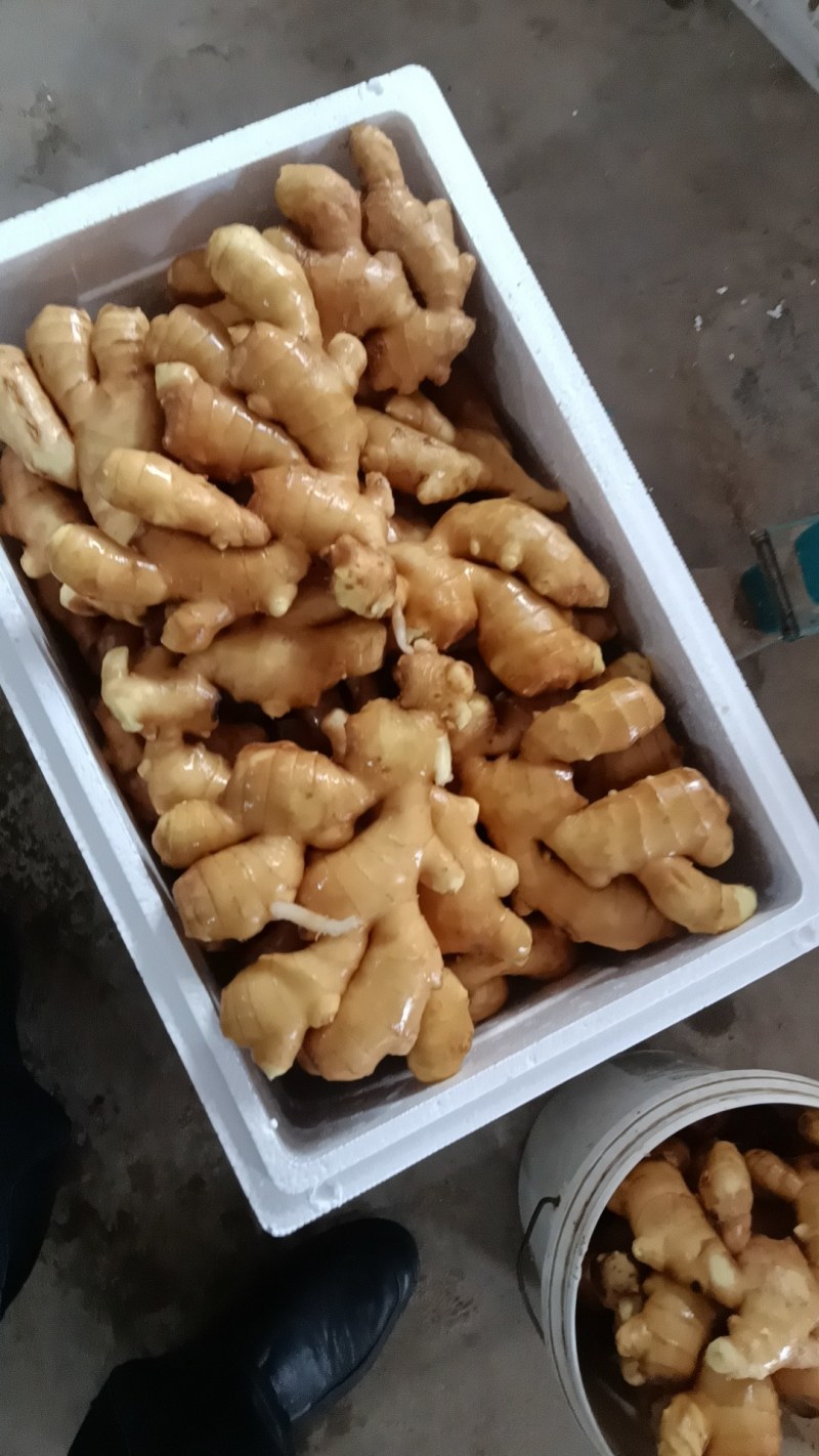 生姜沂蒙蔬菜购销