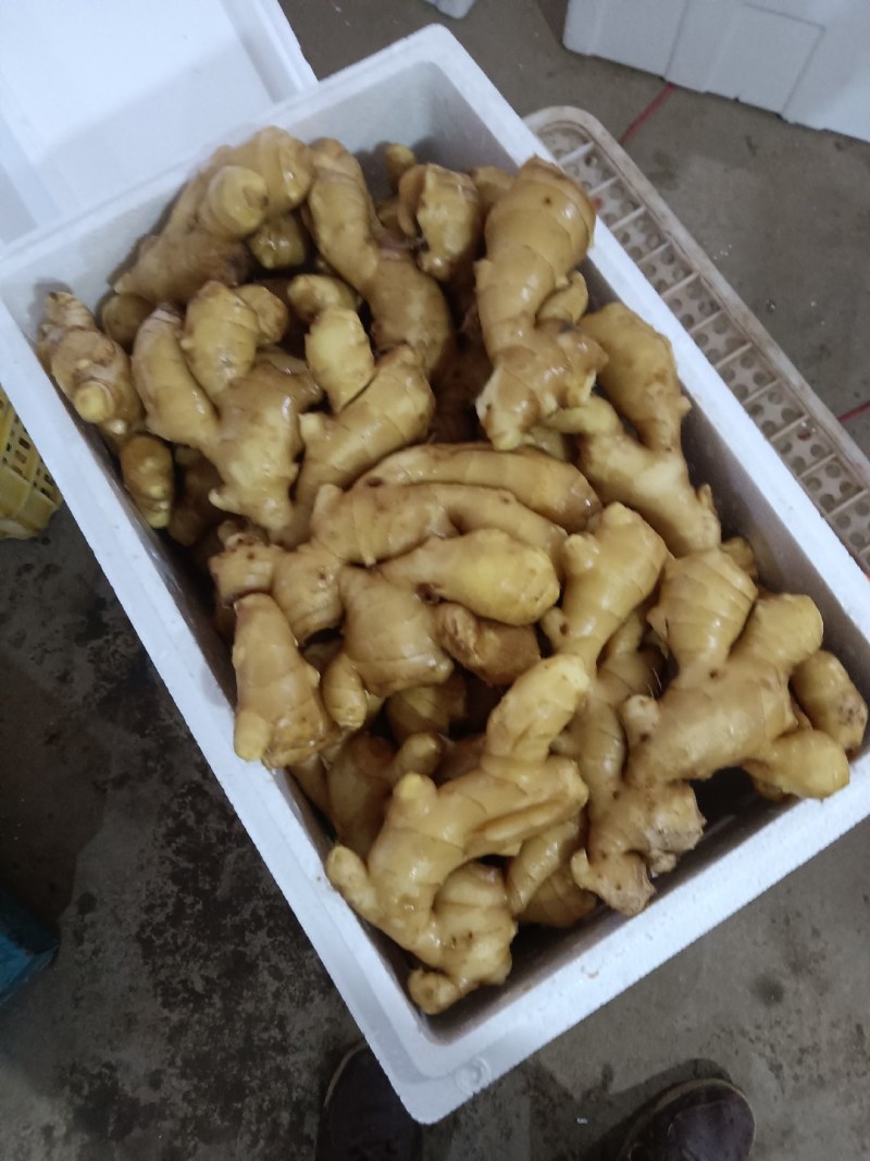 生姜沂蒙蔬菜购销