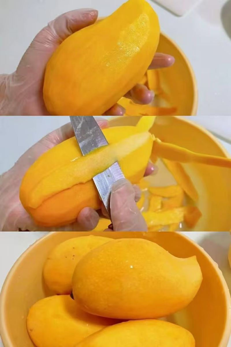 云南鹰嘴芒