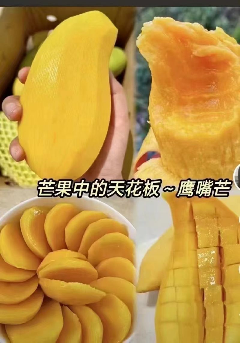 云南鹰嘴芒