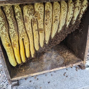 高山正宗中蜂土蜂蜜
