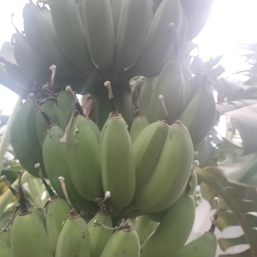 想卖苹果蕉