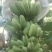 想卖苹果蕉