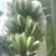 想卖苹果蕉