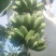 想卖苹果蕉