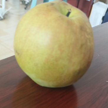 玉露香梨