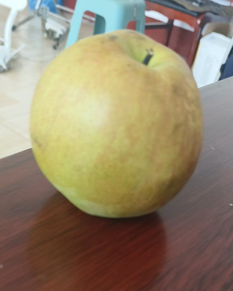 玉露香梨