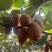 周至翠香猕猴桃