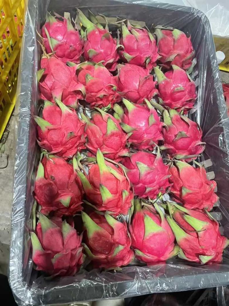 火龙果
