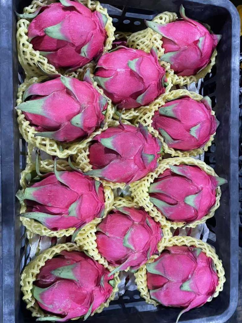 火龙果
