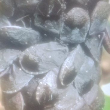 洋槐树上的小九香虫。