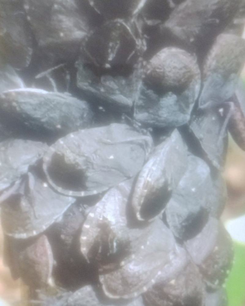 洋槐树上的小九香虫。