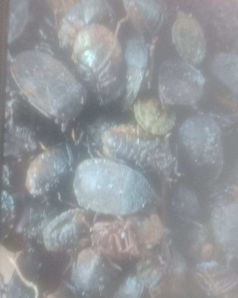 洋槐树上的小九香虫。