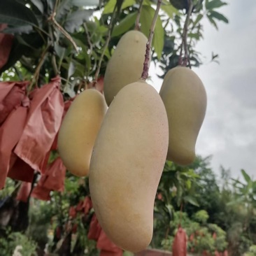 景东晚熟芒果，基地自售
