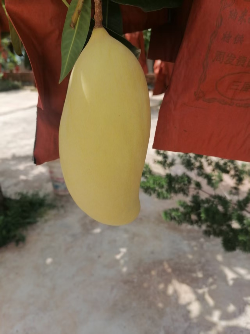 景东晚熟芒果，基地自售