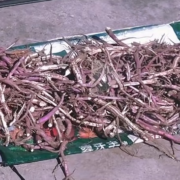 芍药根药材