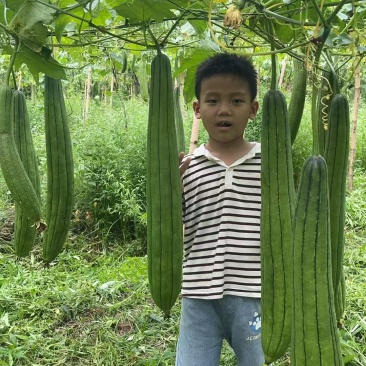 丝瓜络