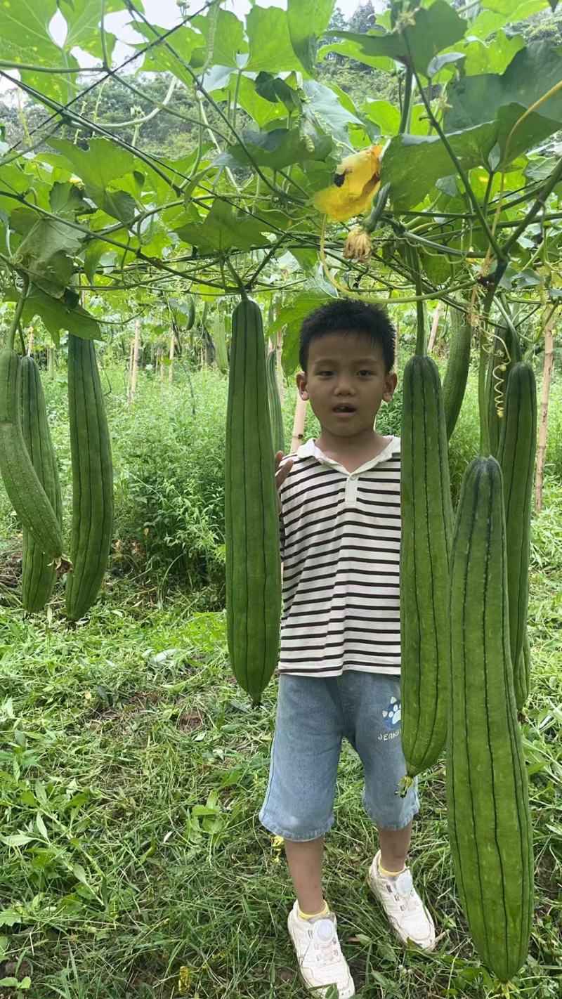 丝瓜络