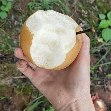 湖南麻阳金秋梨