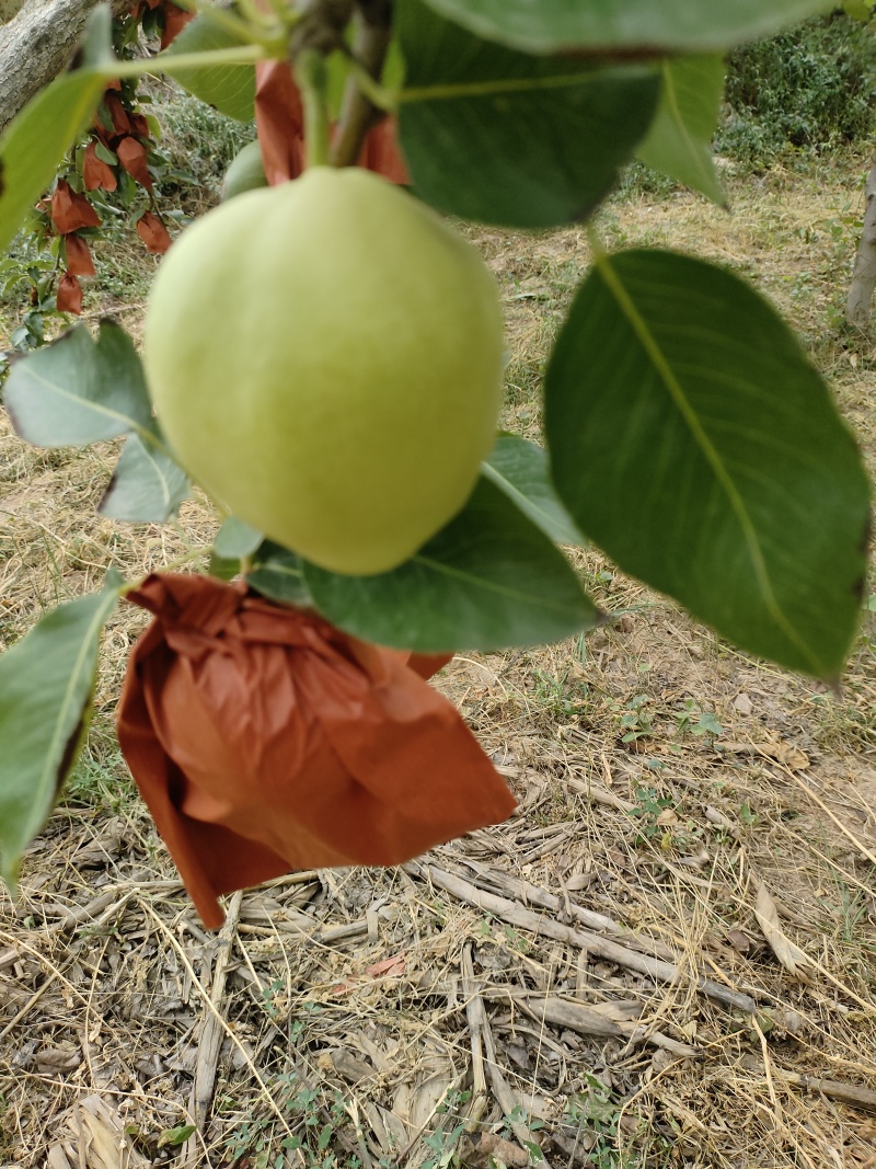 隰县玉露香梨