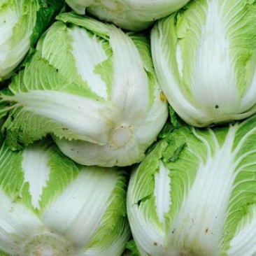 大白菜。。。。
