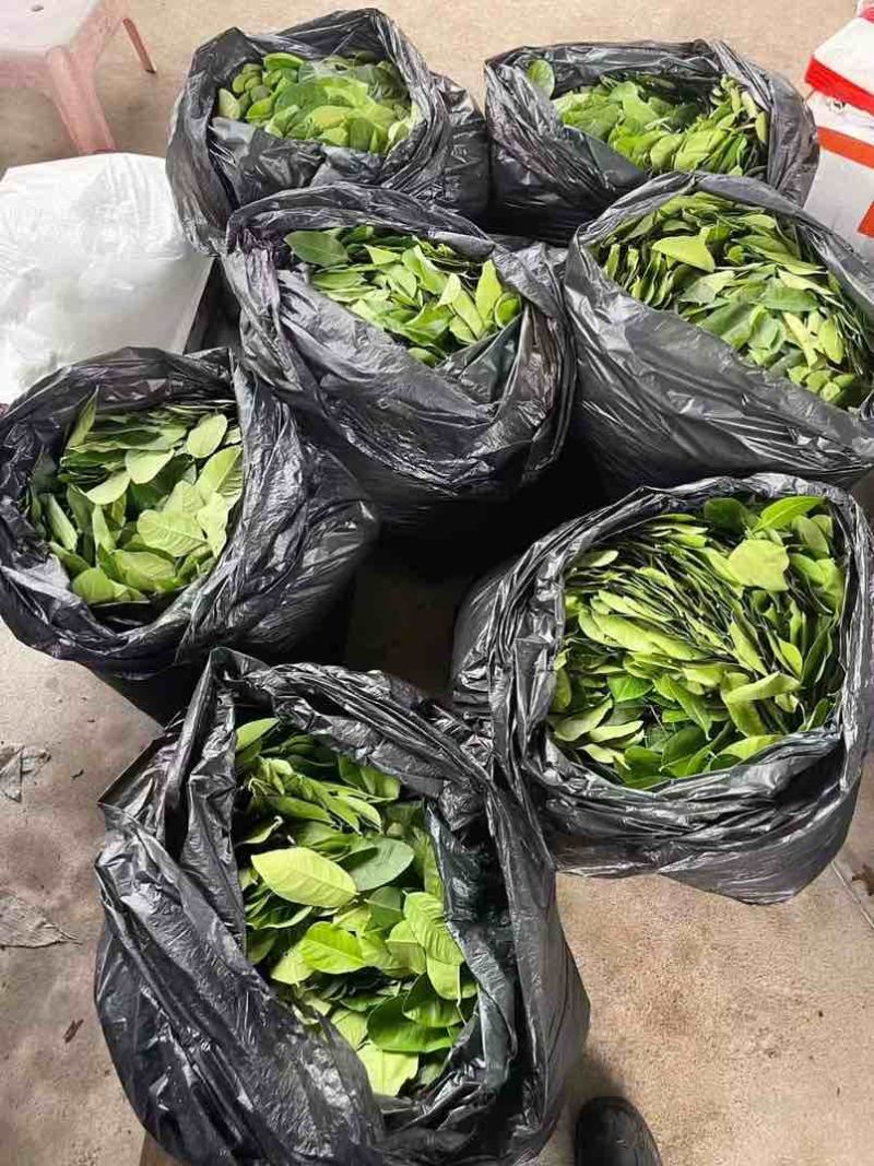 柠檬叶