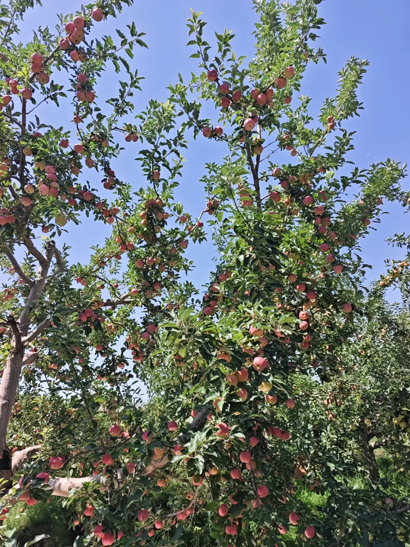 嘎啦苹果