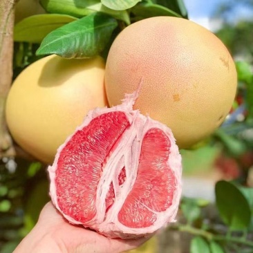 梅州红心蜜柚三红柚白心蜜柚现摘现发批发零售