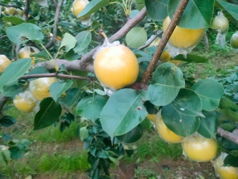 黄金蜜梨