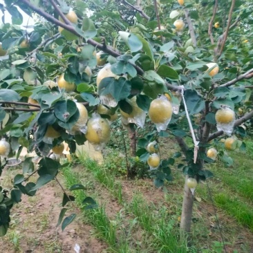 黄金蜜梨
