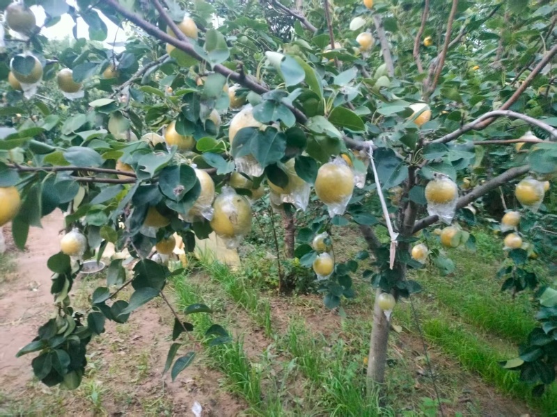 黄金蜜梨